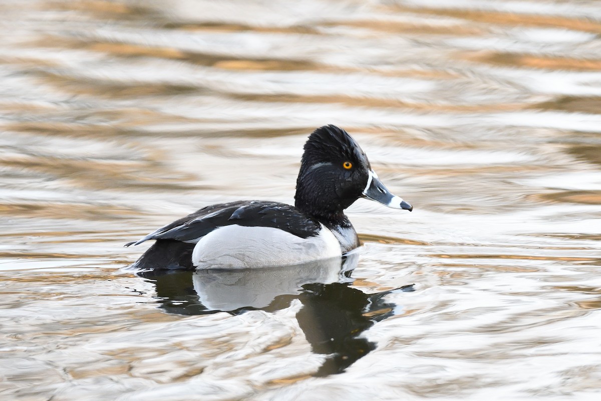 Ring-necked Duck - ML447897281