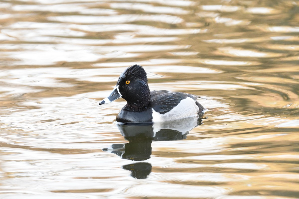 Ring-necked Duck - ML447897371