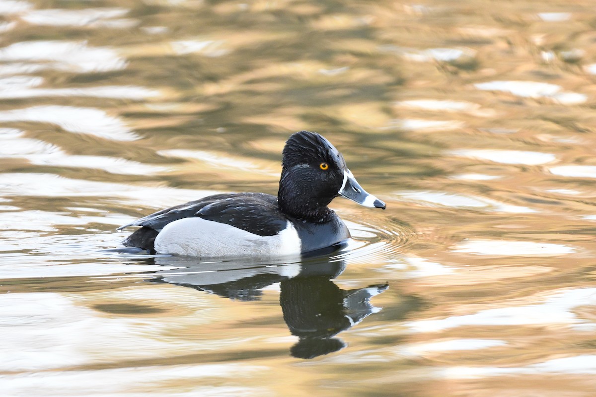 Ring-necked Duck - terence zahner