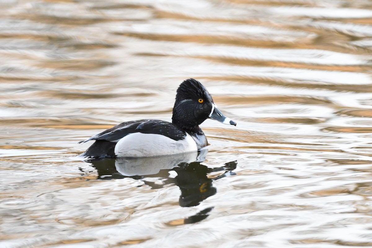 Ring-necked Duck - ML447897421