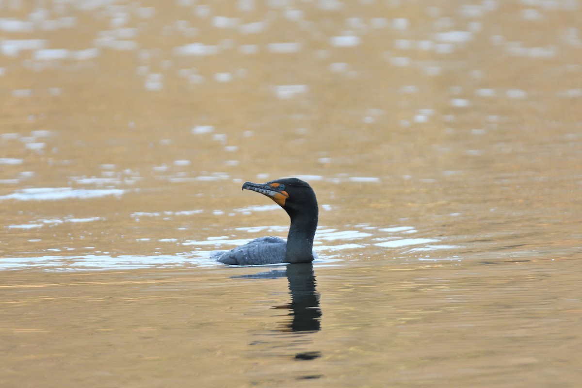 Double-crested Cormorant - ML447897611