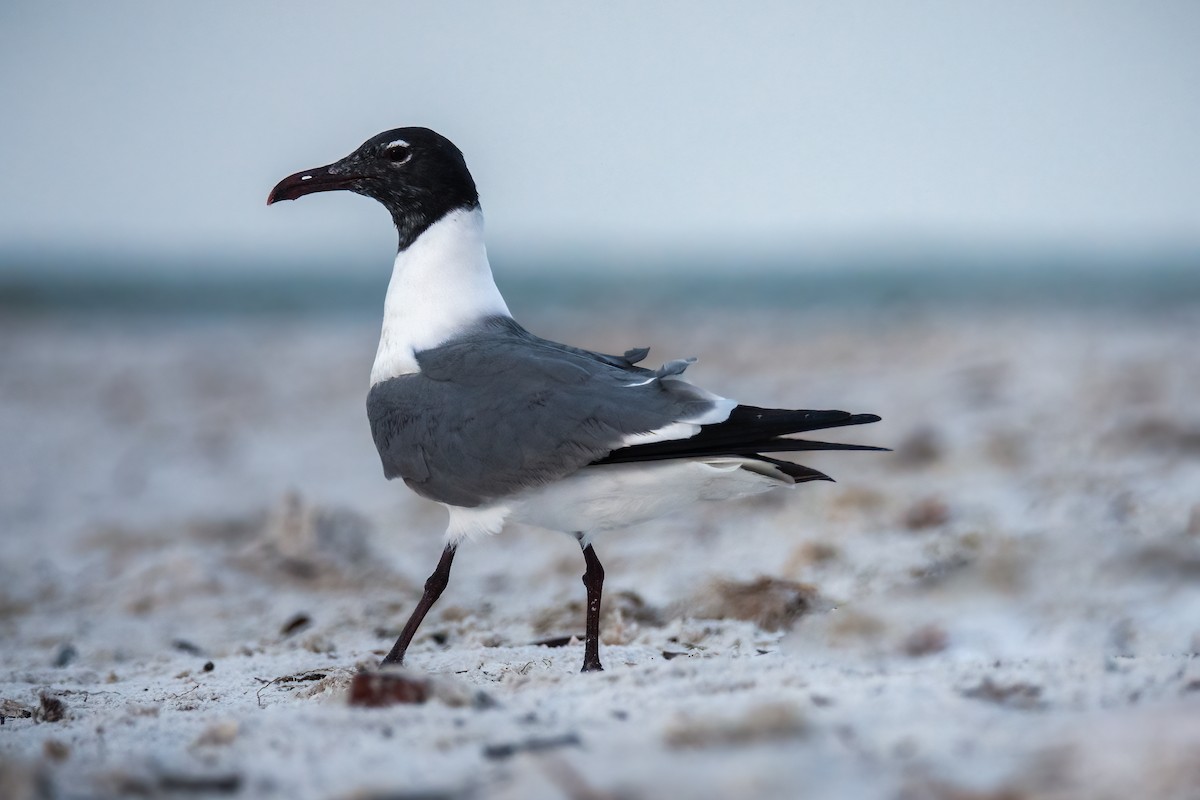 Laughing Gull - ML447898591