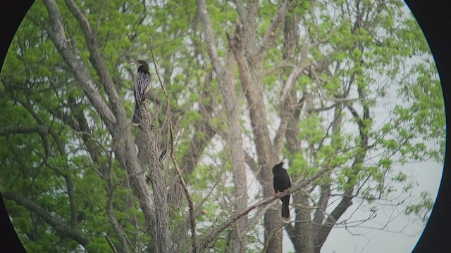 Amerika-Schlangenhalsvogel - ML447898631