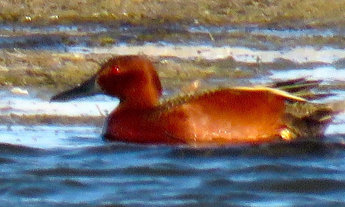 Cinnamon Teal - ML447898701