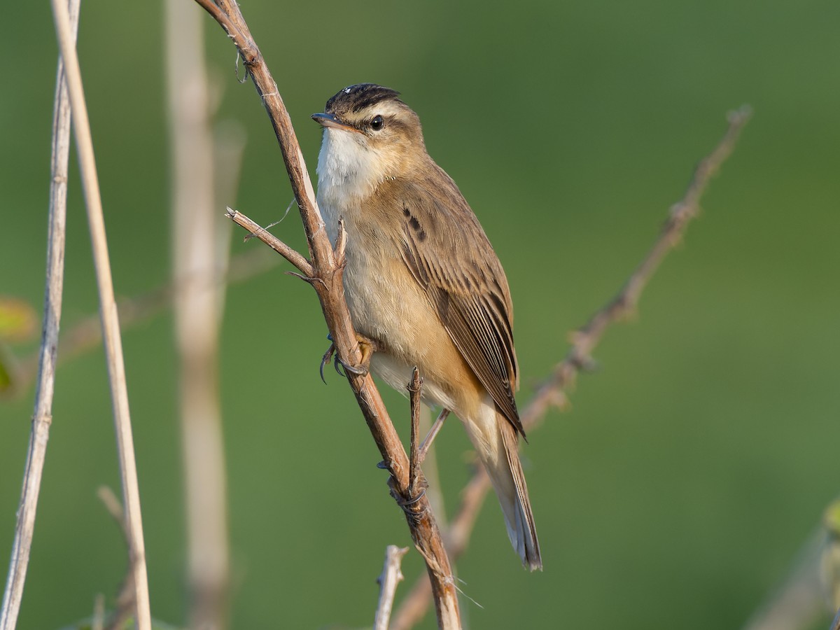 Sedge Warbler - Peter Kennerley