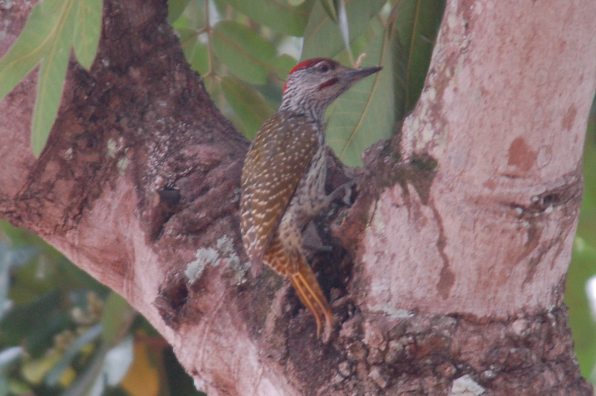 Golden-tailed Woodpecker - ML447900891