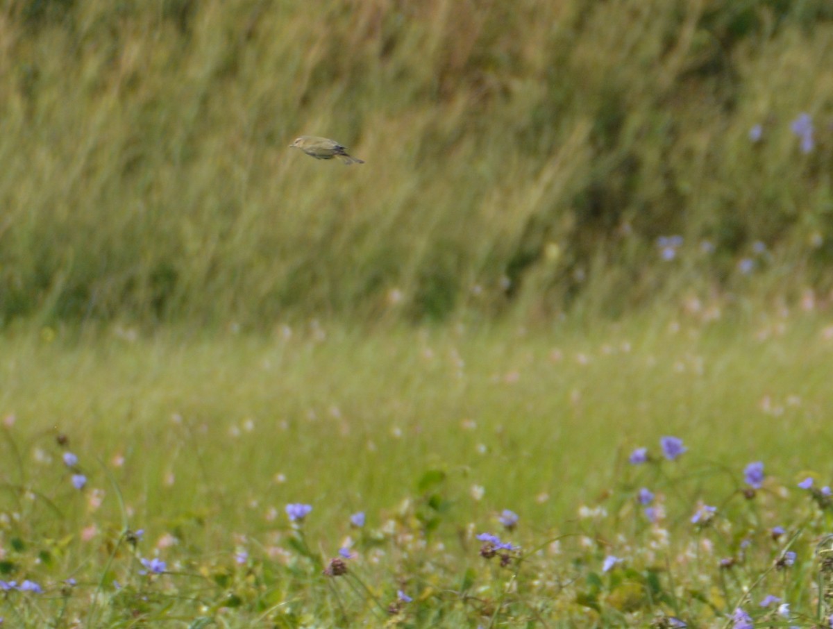 Vireo Ojirrojo - ML447900921