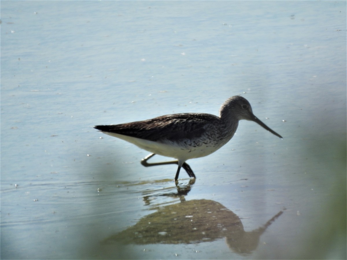 Common Greenshank - ML447901551