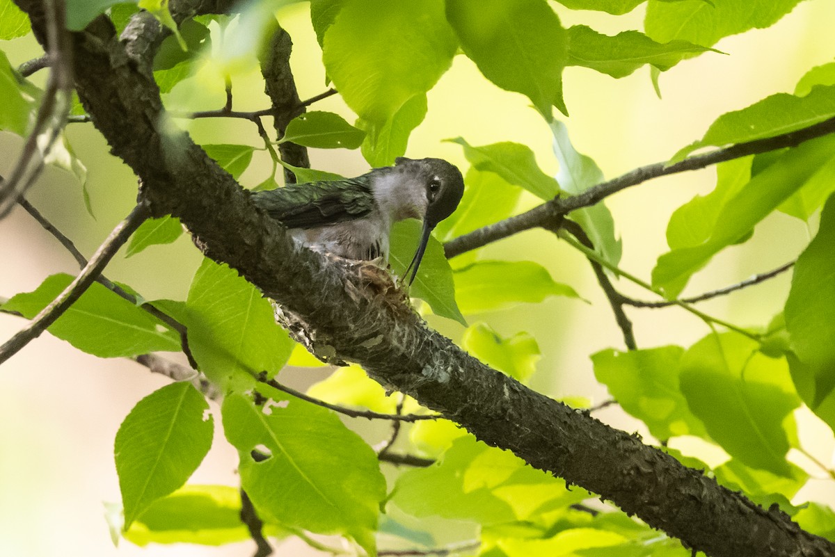 Ruby-throated Hummingbird - ML447902791