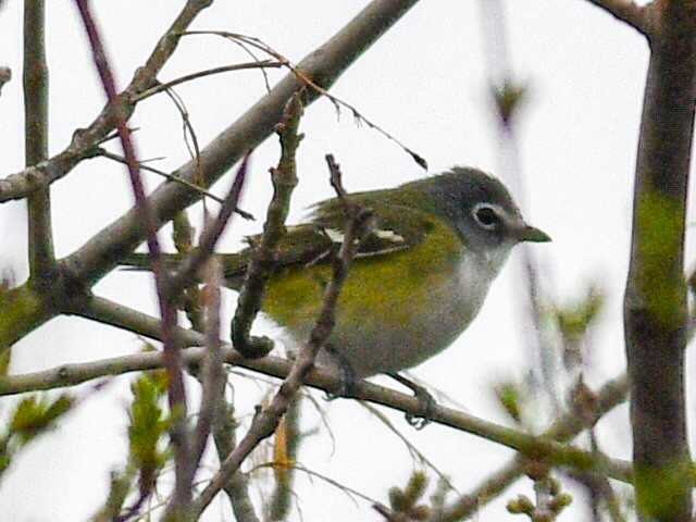 Blue-headed Vireo - ML447902971