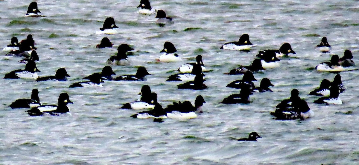 Harlequin Duck - ML447903201