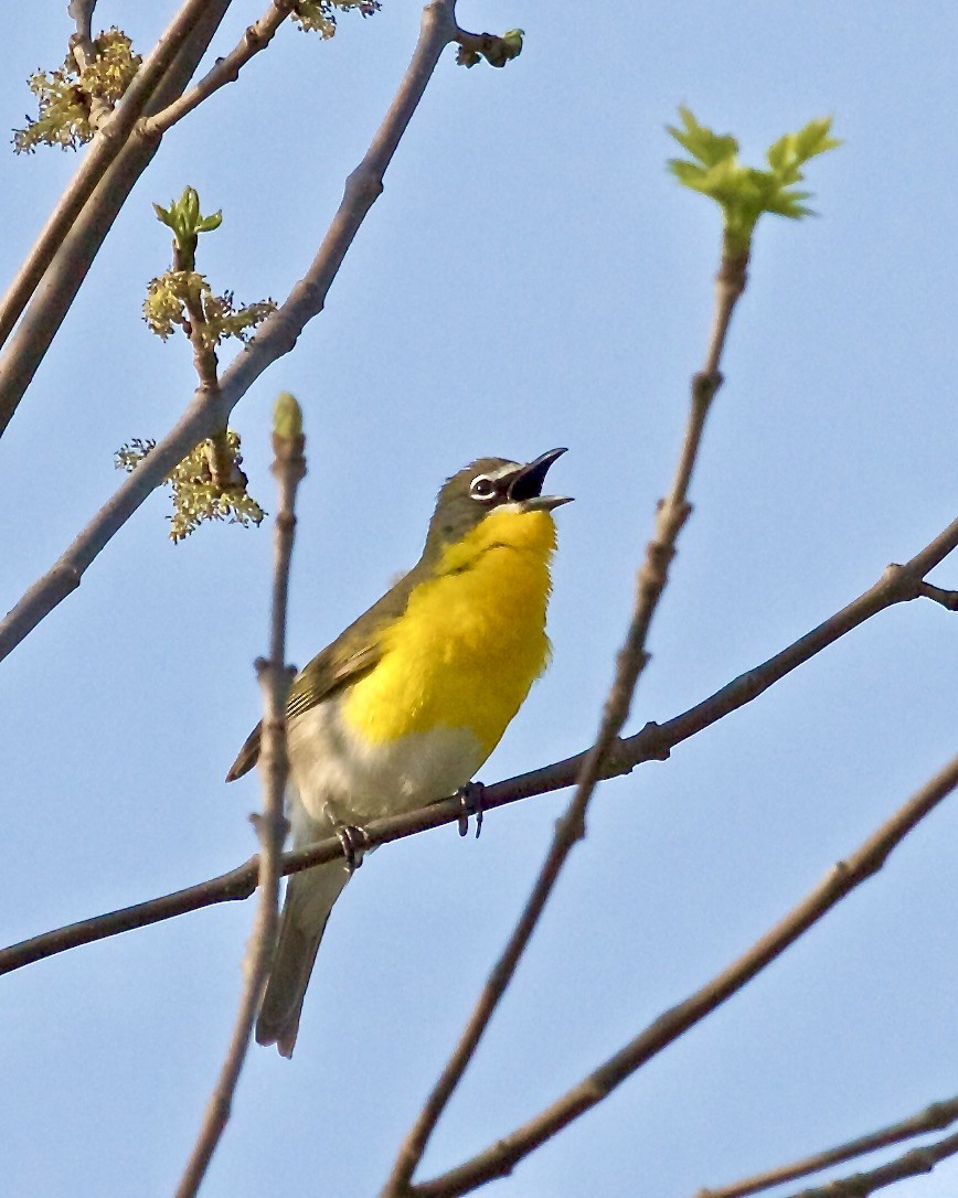 Yellow-breasted Chat - Jack & Holly Bartholmai