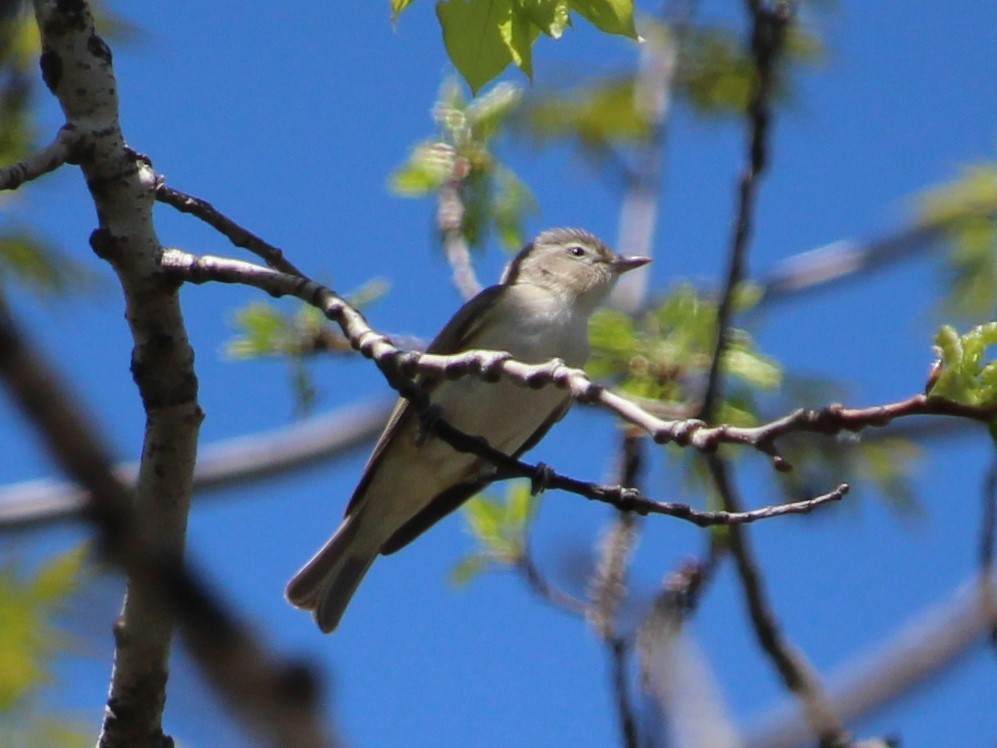 Warbling Vireo - ML447904911