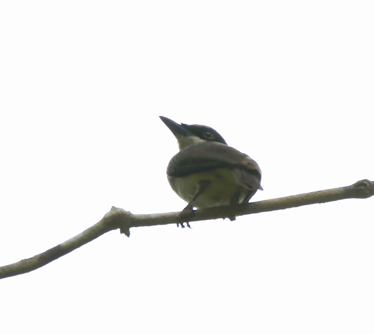 Large Woodshrike - Belinda ML Wong