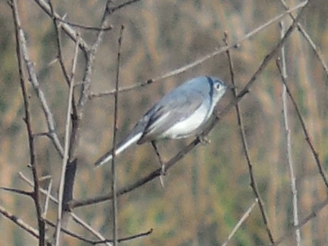 Gobemoucheron gris-bleu - ML447905601