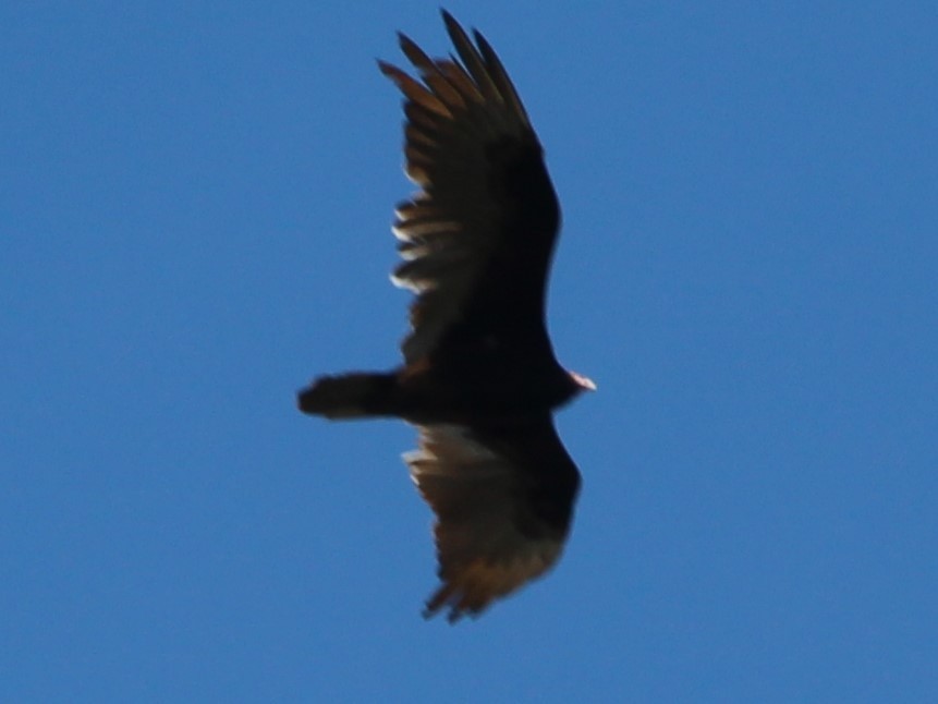 Turkey Vulture - ML447906721