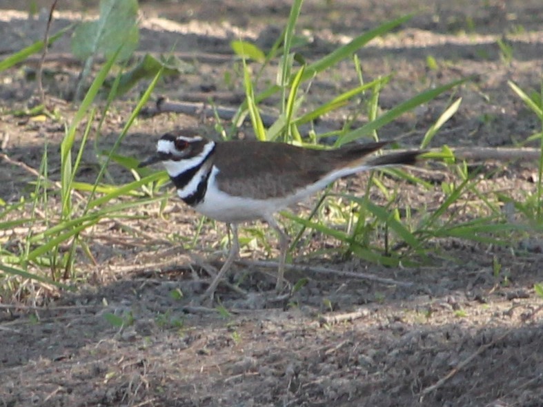 Killdeer - ML447906851