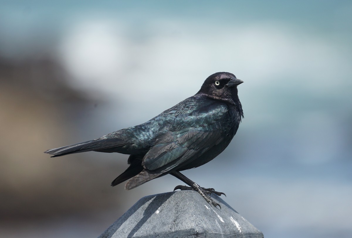 Brewer's Blackbird - ML447910021