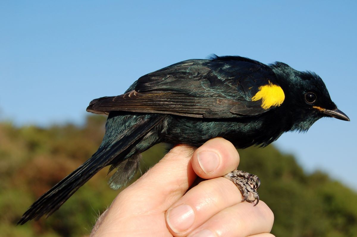 Black Cuckooshrike - ML447910201