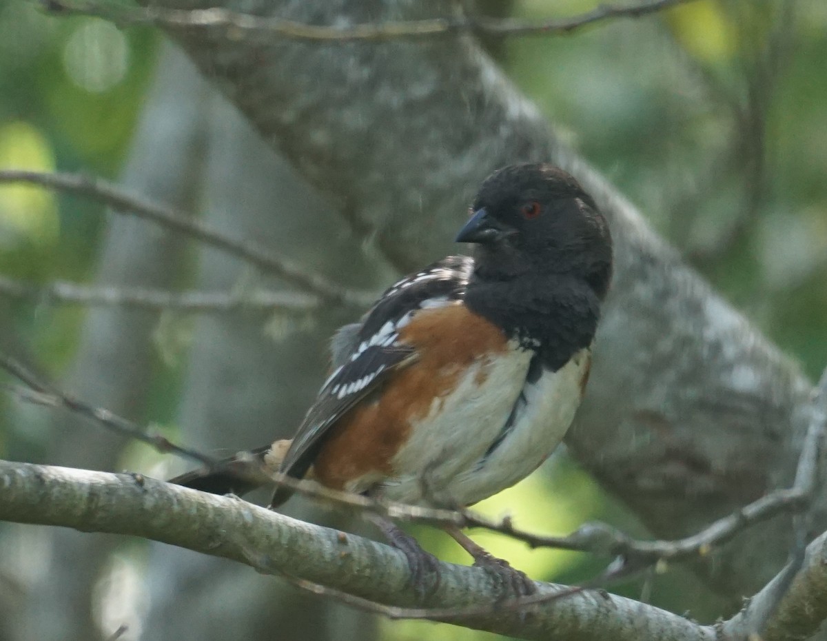 Spotted Towhee - ML447910591