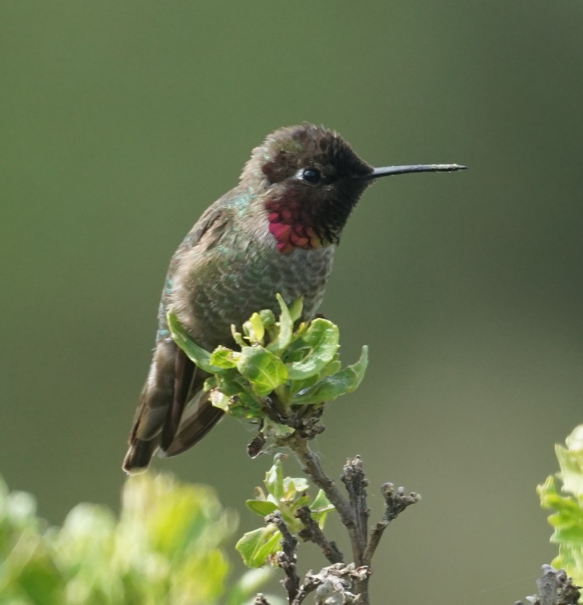 rødmaskekolibri - ML447910921