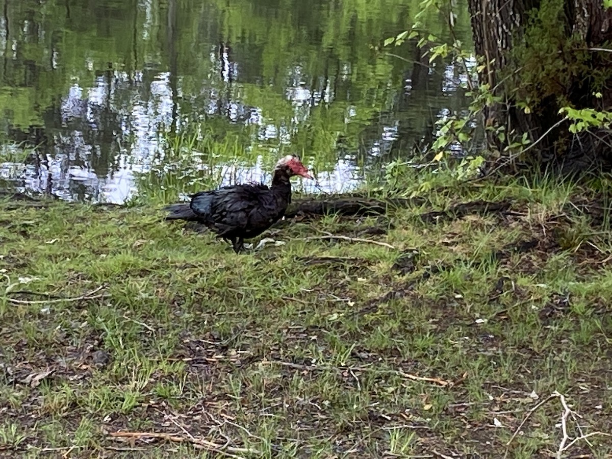 Muscovy Duck (Domestic type) - ML447911451