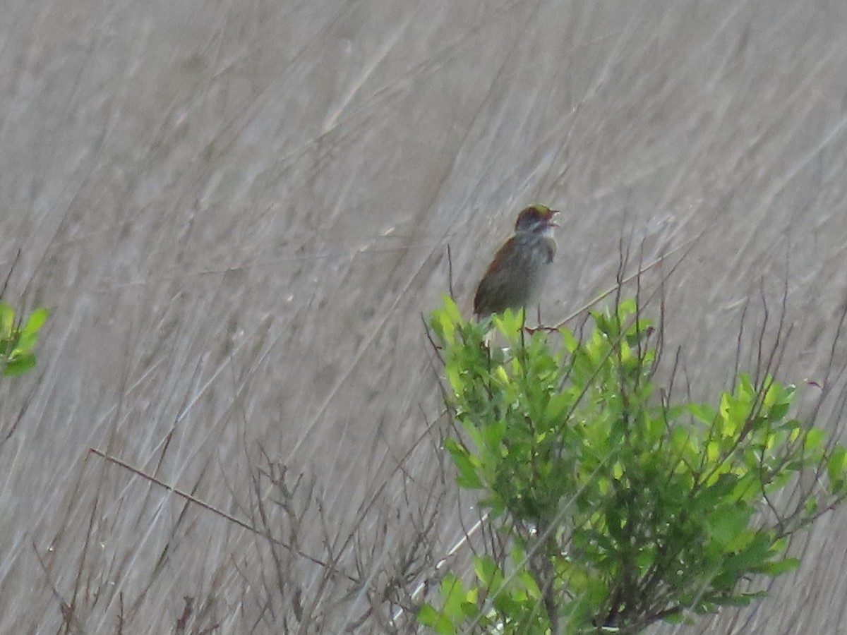 Seaside Sparrow - Myron Gerhard