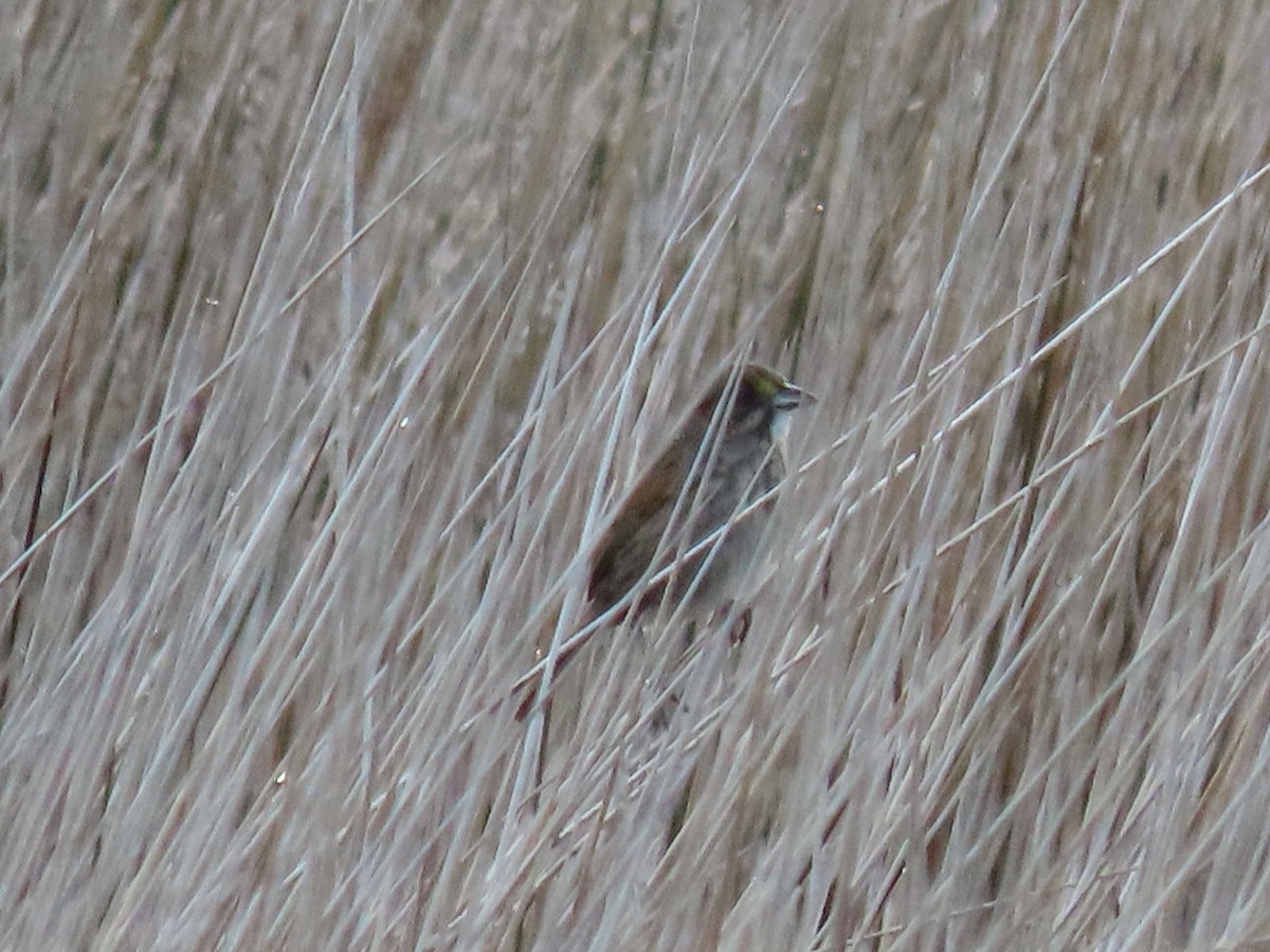 Seaside Sparrow - ML447912621