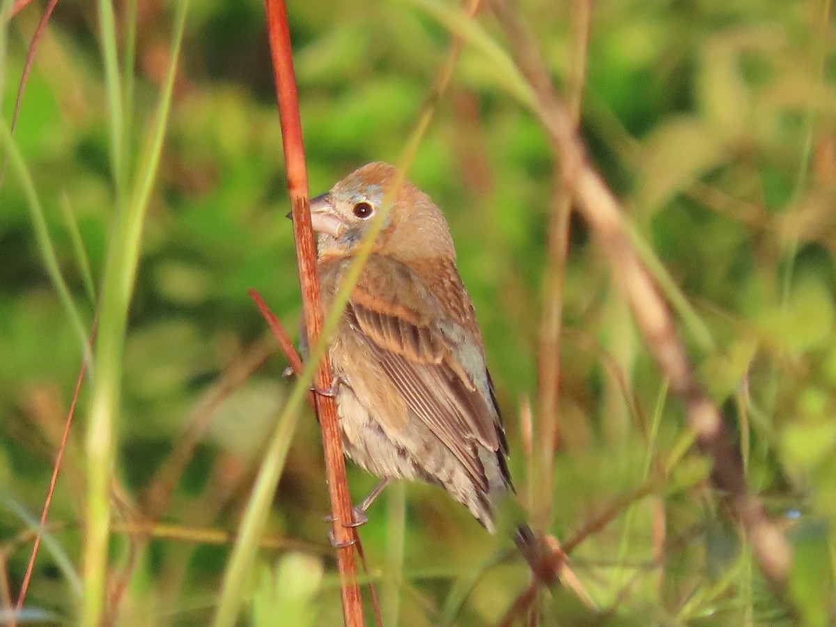 Blue Grosbeak - Myron Gerhard