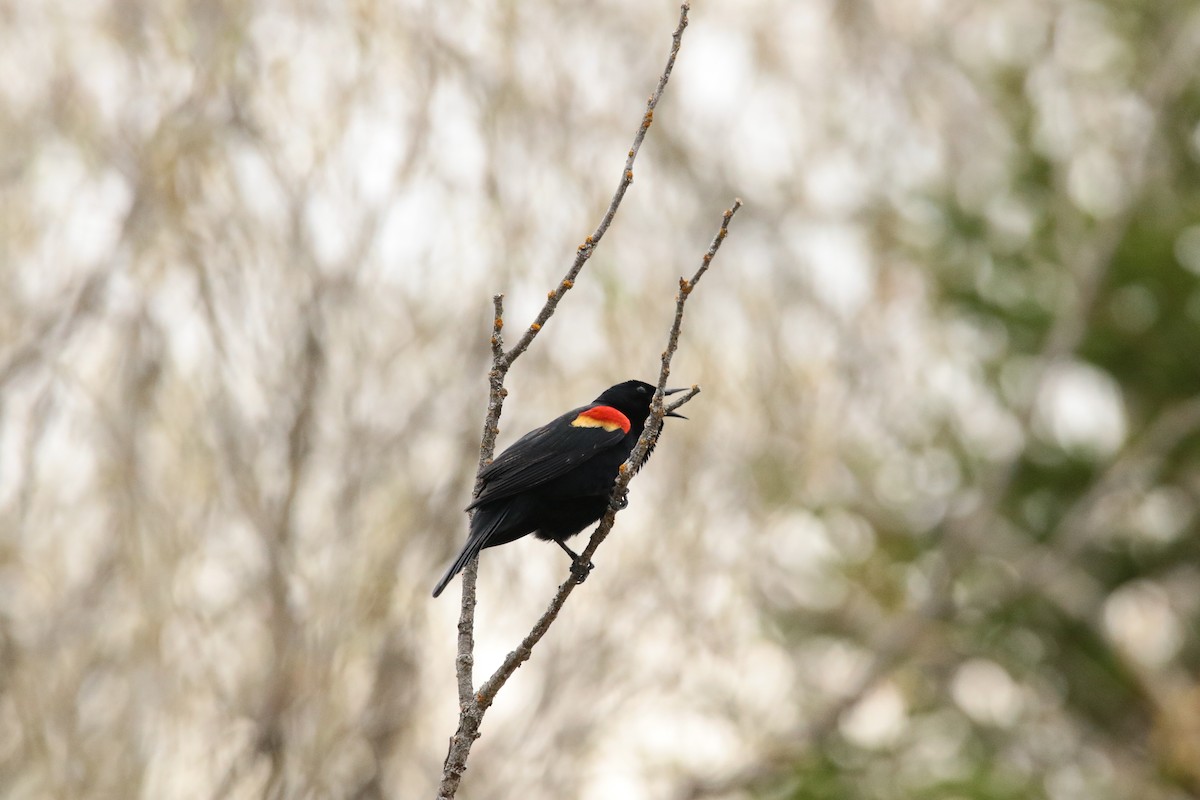 Red-winged Blackbird - ML447912711