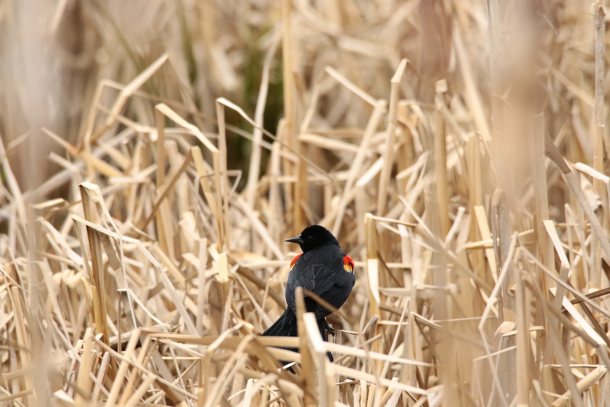 Red-winged Blackbird - ML447912721