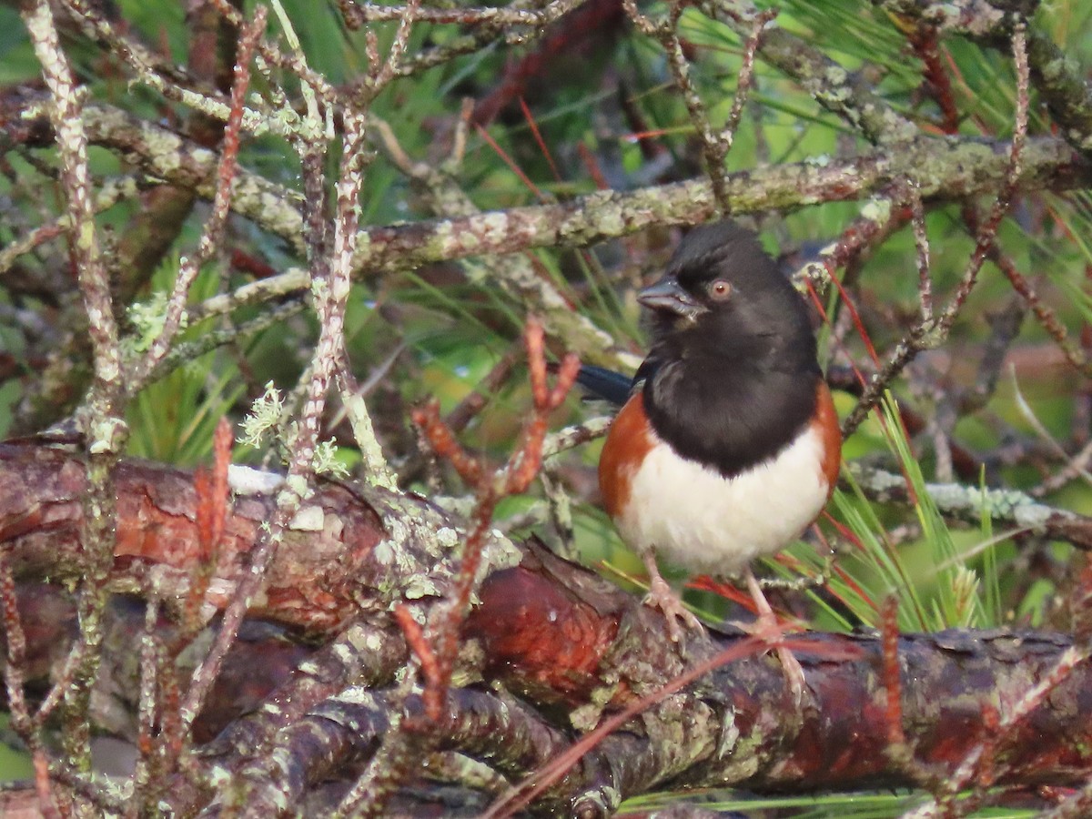 Eastern Towhee - ML447912781