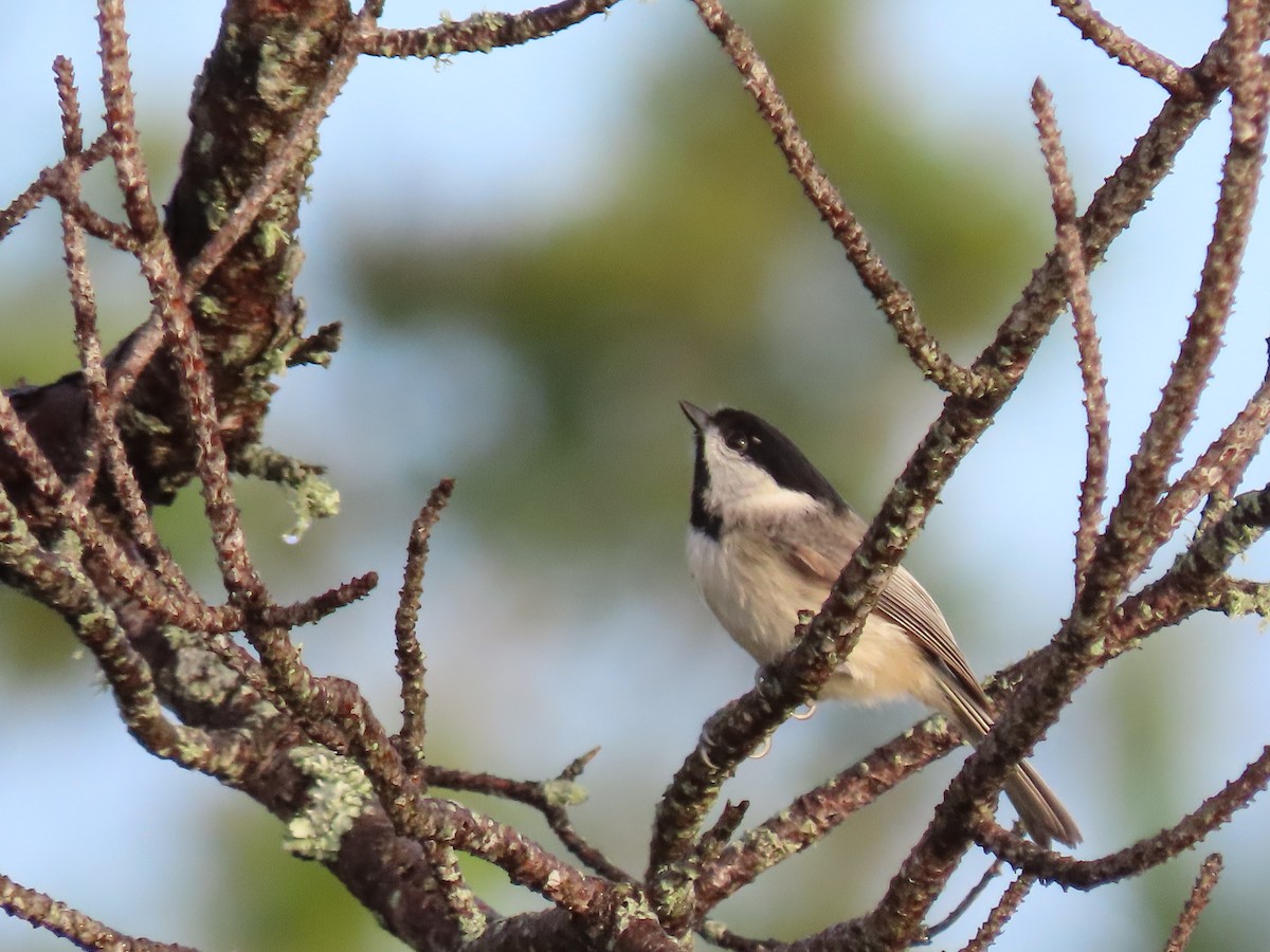 Carolina Chickadee - ML447912991