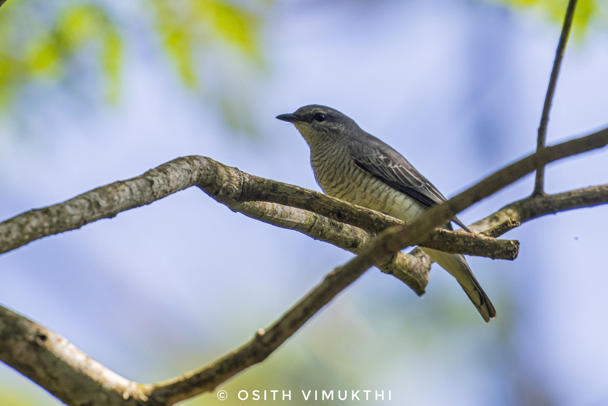 Black-headed Cuckooshrike - ML447913471