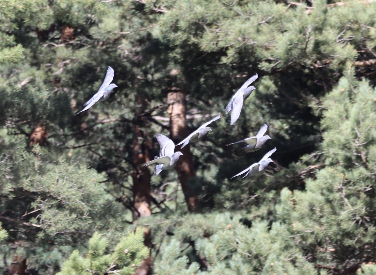 Rock Pigeon - Ted Burkett