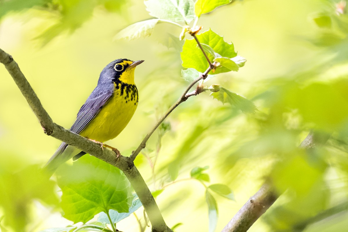 Canada Warbler - ML447914131