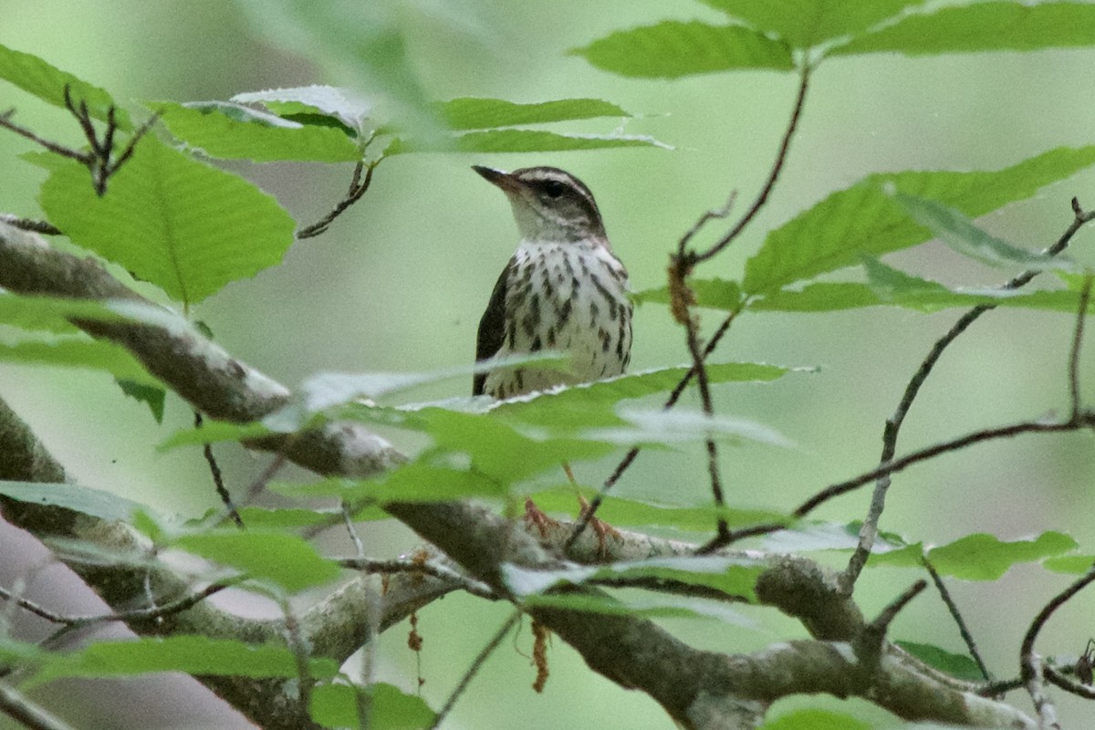 Louisiana Waterthrush - ML447915321