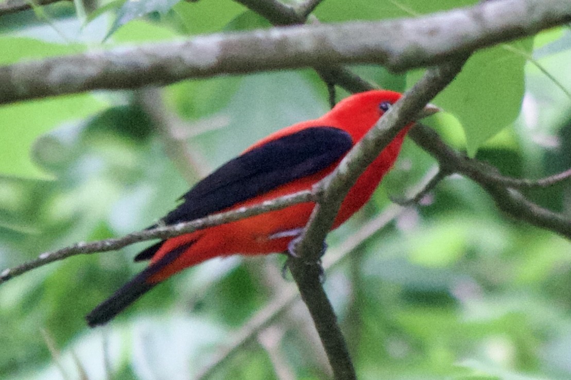 Scarlet Tanager - ML447915341