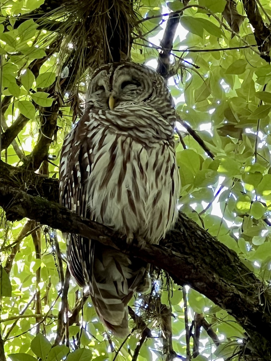 Barred Owl - ML447915551