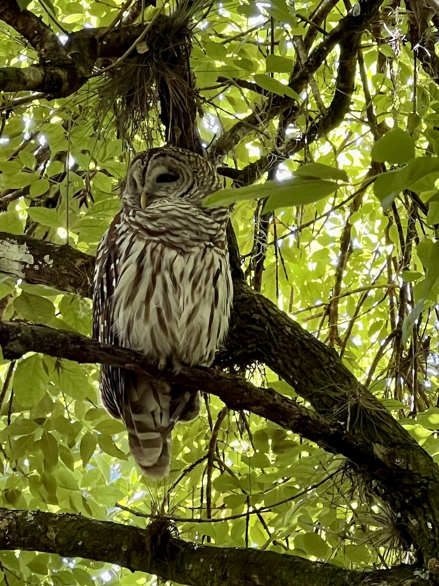 Barred Owl - ML447915561