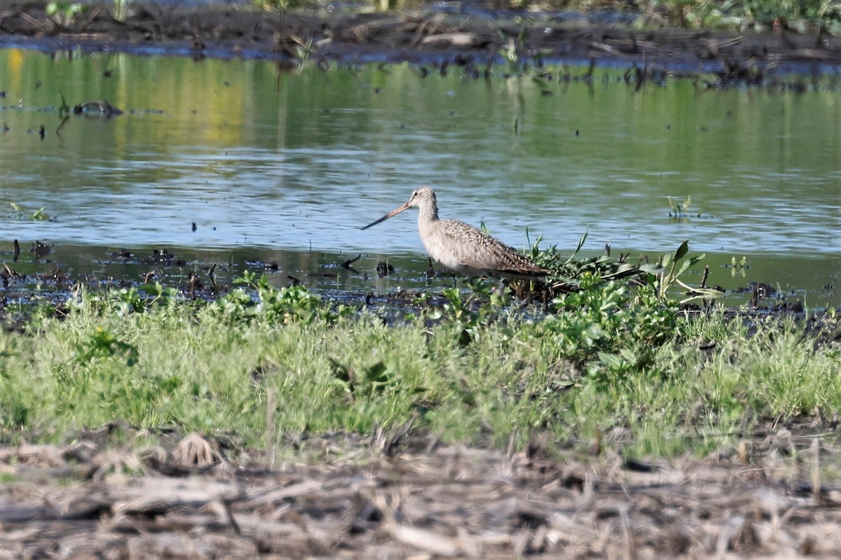 Marbled Godwit - ML447915761