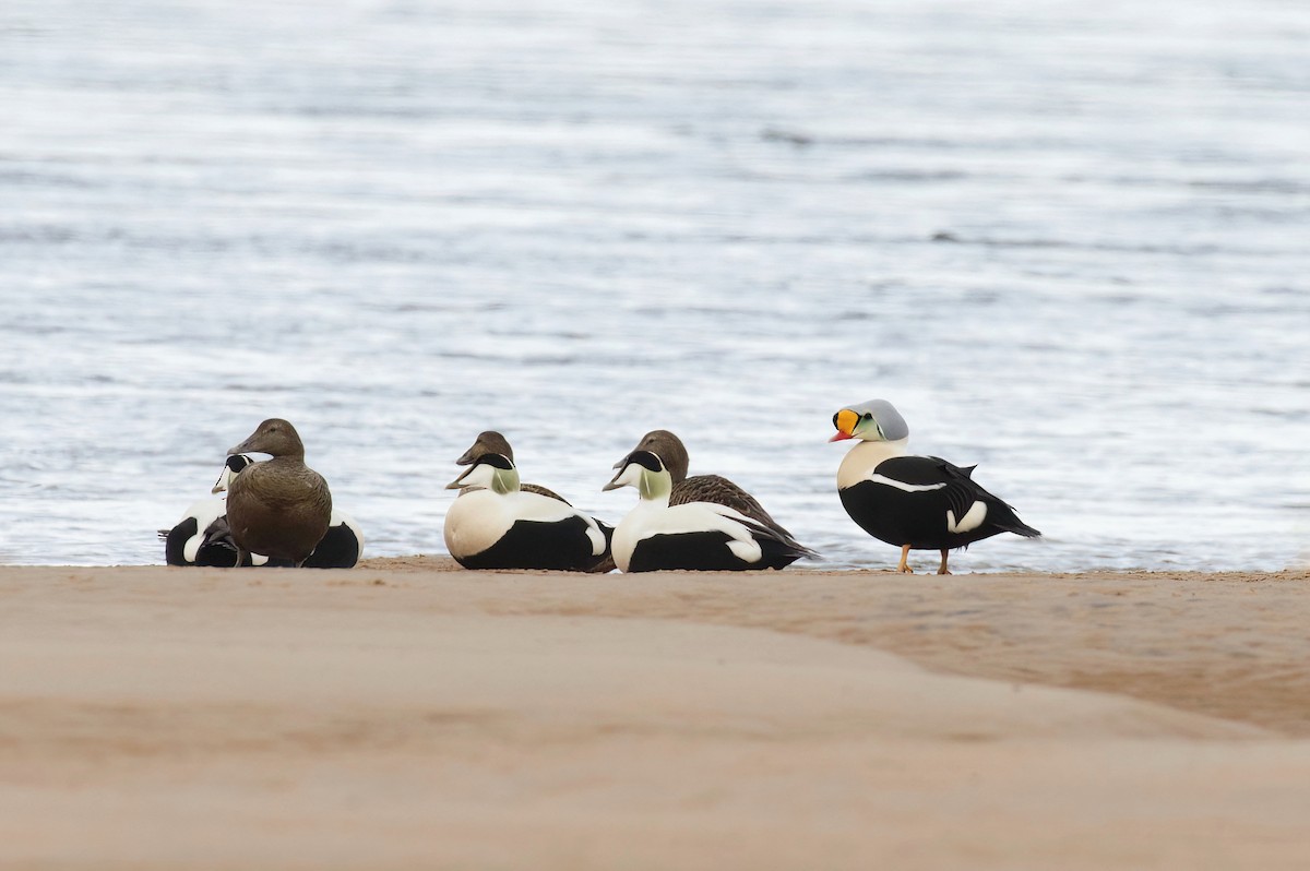 Eider à tête grise - ML447920811