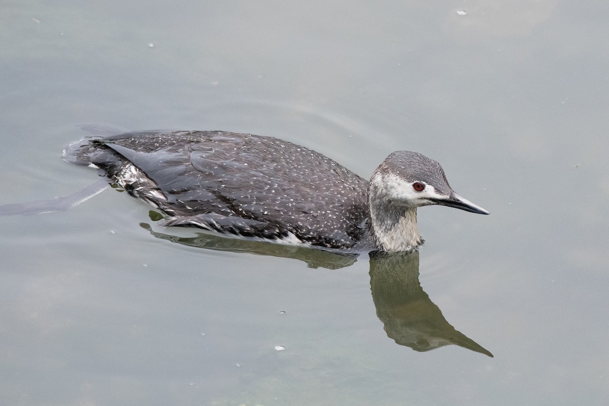 Red-throated Loon - ML447922681