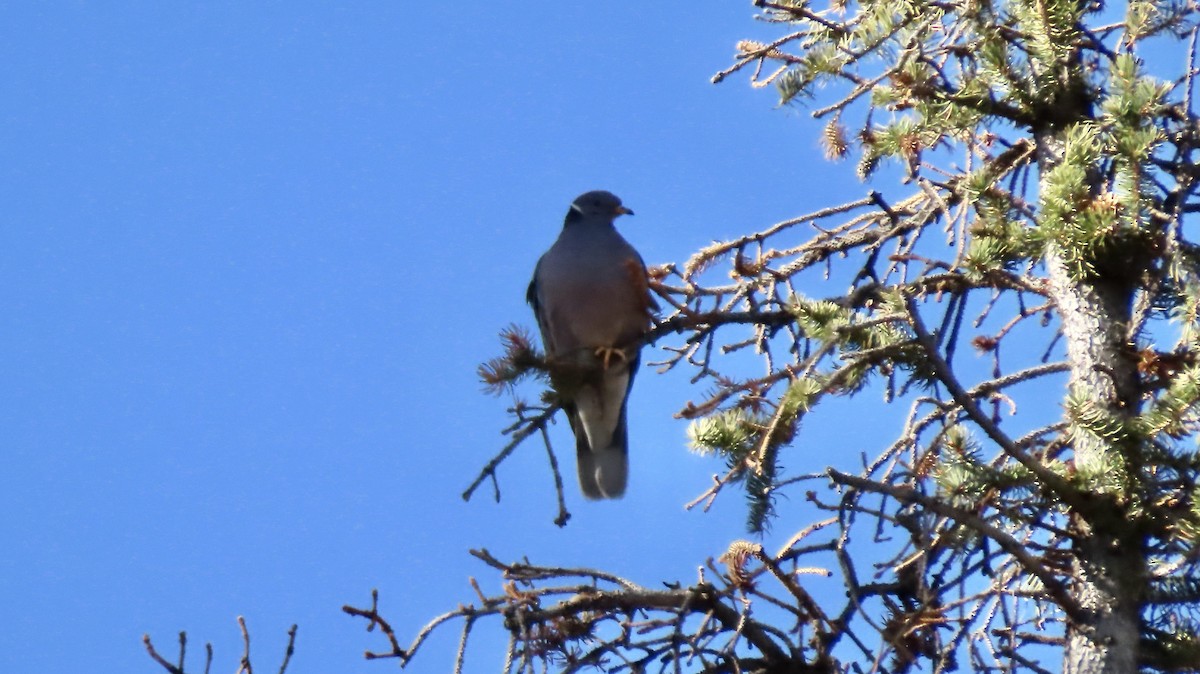 Band-tailed Pigeon - ML447924331