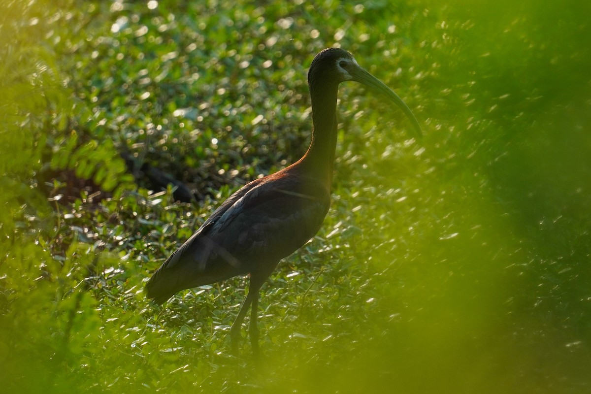 White-faced Ibis - ML447924731