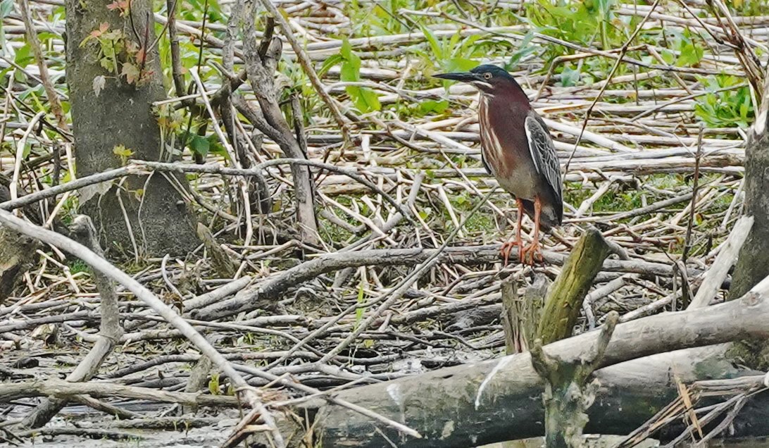 Green Heron - ML447924811