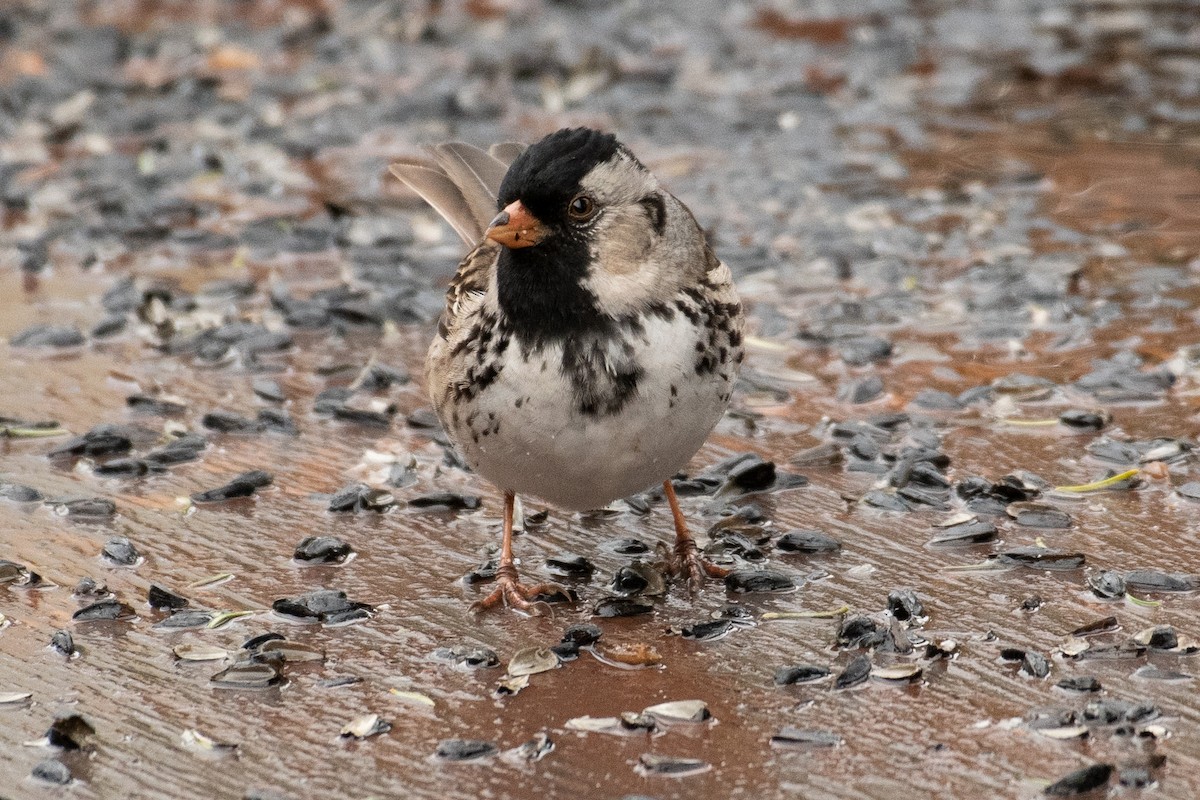 Harris's Sparrow - ML447925281