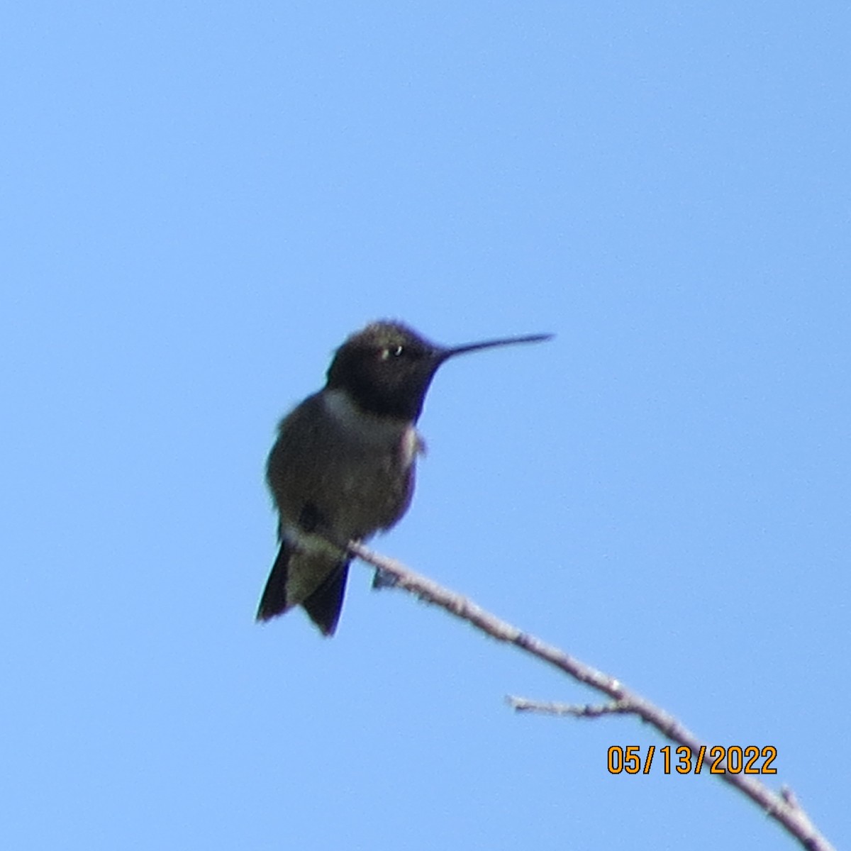 Colibri à gorge noire - ML447926801