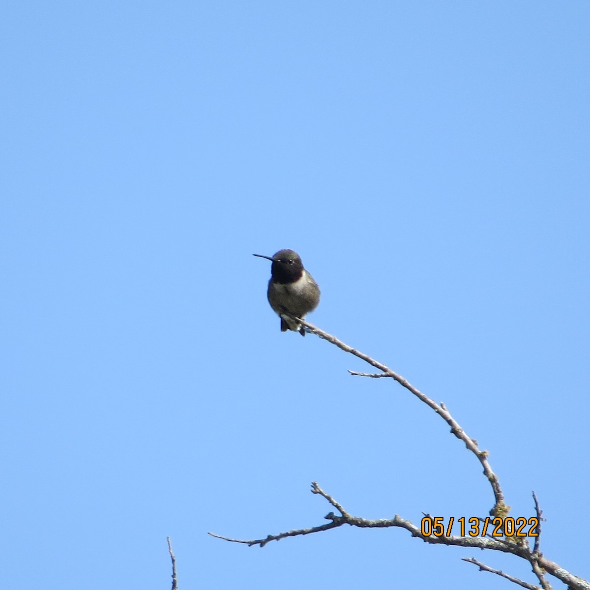 Black-chinned Hummingbird - ML447926811