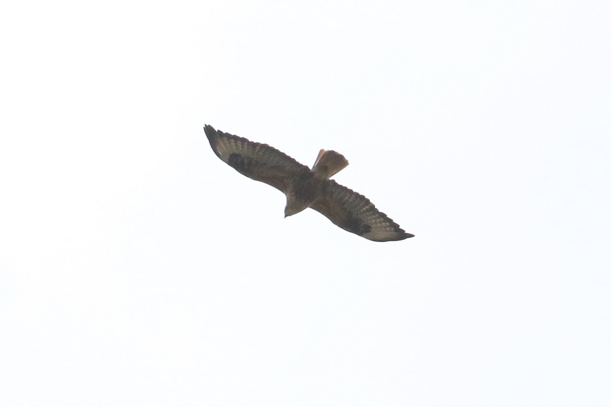 Long-legged Buzzard - ML447927971